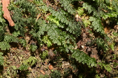 Hymenophyllum cupressiforme