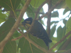 Machlolophus aplonotus