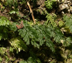 Hymenophyllum cupressiforme