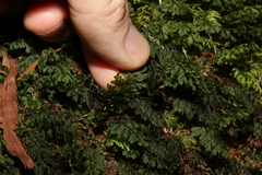 Hymenophyllum cupressiforme