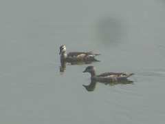 Nettapus coromandelianus