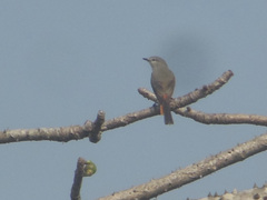 Pericrocotus cinnamomeus