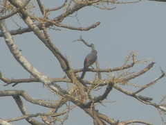 Pericrocotus cinnamomeus