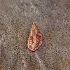 Phasianella australis