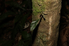 Dendrobium tetragonum