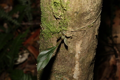 Dendrobium tetragonum