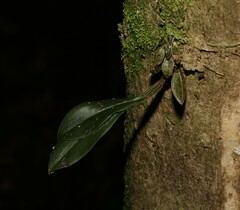 Dendrobium tetragonum