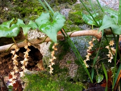 Dioscorea orientalis