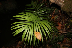 Archontophoenix cunninghamiana