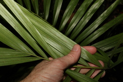 Archontophoenix cunninghamiana