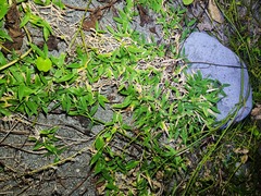 Thuarea involuta