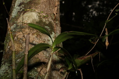 Dendrobium gracilicaule