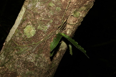 Rhinerrhiza divitiflora