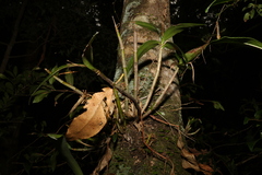 Dendrobium gracilicaule