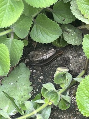 Cryptoblepharus pulcher