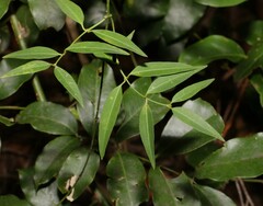 Secamone elliptica