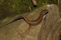 Saproscincus