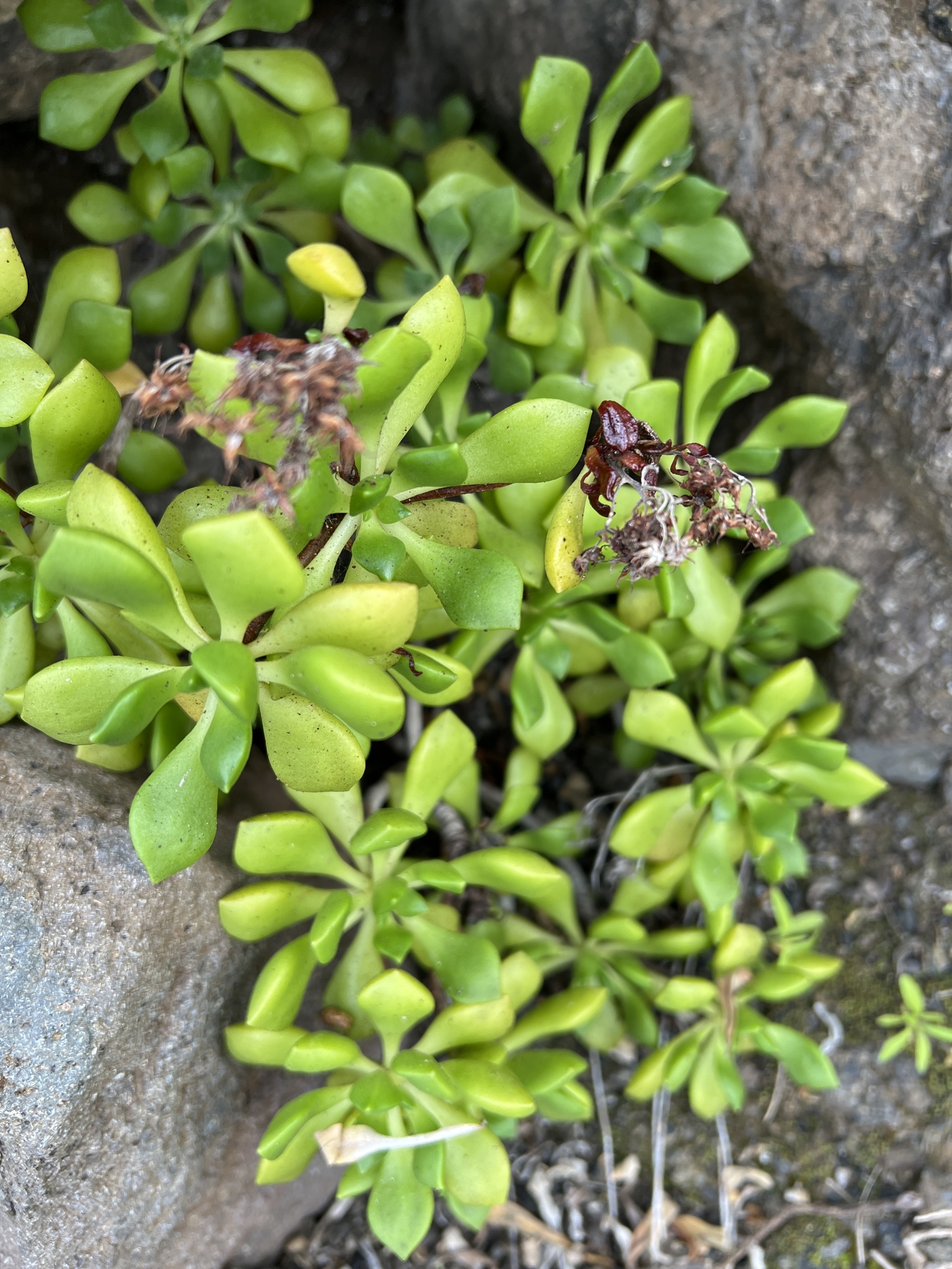 Sempervivum lindleyi (Webb & Berthel.) Christ 2