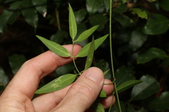 Secamone elliptica