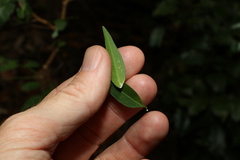 Secamone elliptica
