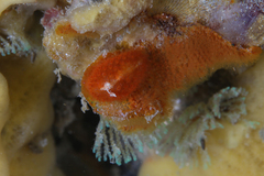 Madrella ferruginosa