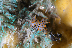 Thecacera pennigera