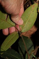 Flindersia bennettii