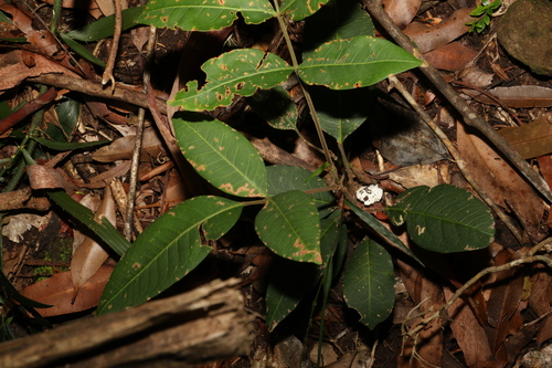 Image of Flindersia bennettii by (c) Greg Tasney, some rights reserved (CC BY-SA)
