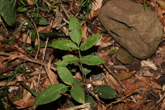 Flindersia bennettii