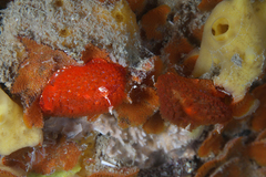 Madrella ferruginosa