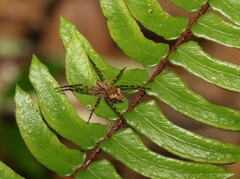 Ornodolomedes