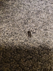 Acrossidius tasmaniae