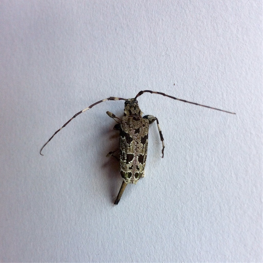 Granastyochus