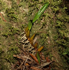 Dendrobium monophyllum