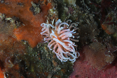 Phyllodesmium serratum