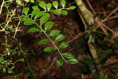 Citrus australasica