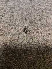 Acrossidius tasmaniae