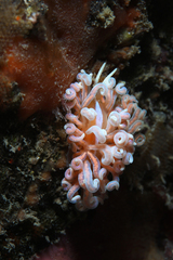 Phyllodesmium serratum