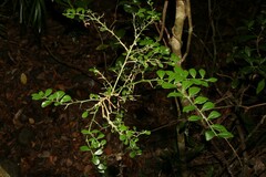 Citrus australasica