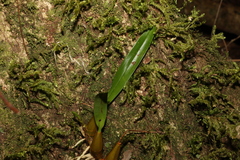 Dendrobium monophyllum