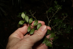 Citrus australasica