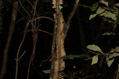Mezoneuron brachycarpum