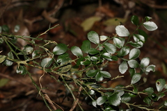 Citrus australasica
