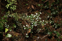 Citrus australasica