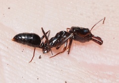 Odontomachus haematodus