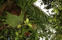 Asplenium polyodon