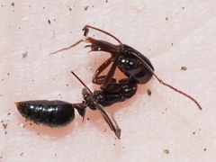 Odontomachus haematodus