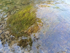 Zannichellia palustris