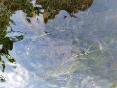 Zannichellia palustris