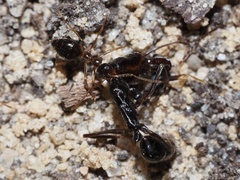 Odontomachus haematodus